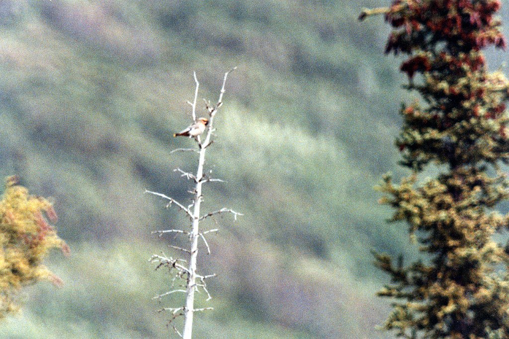 Waxwing, Bohemian 1 B02P86I01.jpg - Bohemian Waxwing